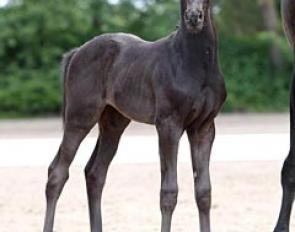 Totilas Perle (by Totilas x Jazz x Ferro) :: Photo © Kiki Beelitz