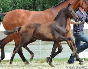 A La Dressage (by Ampere x Sandro Hit) :: Photo © Kiki Beelitz