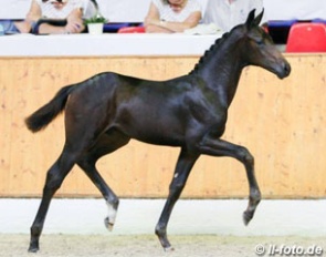 Florenziko, price highlight at the 2017 Oldenburg Elite Foal Auction :: Photo © LL-foto