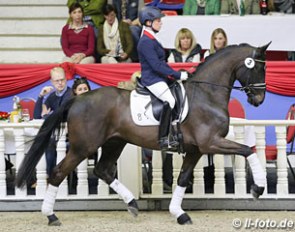 Foundator at the 2017 Oldenburg Spring Elite Auction :: Photo © LL-foto