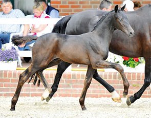 Furstenglanz (by Furst Wilhelm x Ron William x Donnerhall)