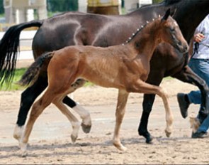 Furst von Jever (by Furst Romancier x De Niro x Rubinstein)