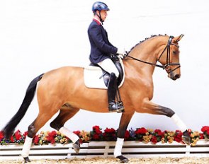 Spielbanker (by Spielberg), top selling horse at the 2014 Summer Mixed Sales :: Photo © Ernst