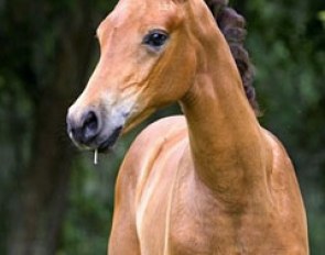 A Filly by Starlight