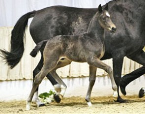 Sir Wester, top selling foal at the 2009 Hanoverian Spring Elite Auction