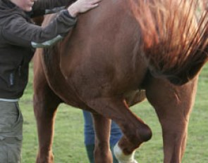 Sarah immediately noticed a tremendous amount of tension in Grace's back and especially on her iliocostal muscle en longissimus (loin +croup section). Her muscles were completely blocked there and she even kicked out to Sarah's touch