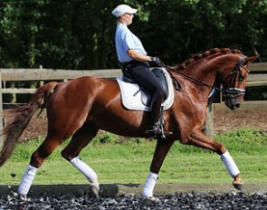 Bellamy (by Brentano II x Donnerhall x Rubinstein)
