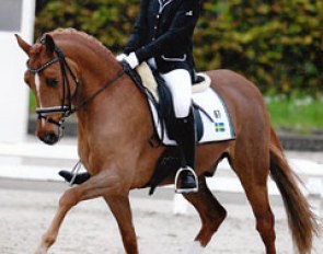 Fantastic FEI Dressage Pony for sale: Danny Beau