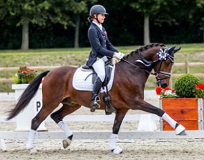 FEI Dressage Pony Da Vinci (by FS Don't Worry x Ramagun)