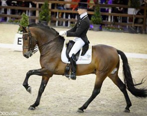 Decano xxx, PRE/APTO licensed stallion by Jarillero x Neon :: Photo © Hippollywood