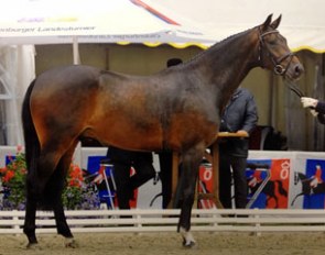 Delano (by Depardieu x Lauries Crusador xx)