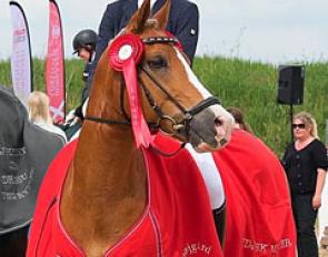 FEI Dressage Pony De Vito