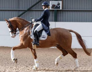 7-year old Dutch warmblood gelding E.T. (by Tango x Krack C)