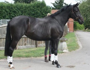 Favello (by Ferro x Persian Bold)