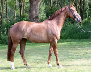 State Premium Mare Filottie (by Furst Piccolo x Damenstolz x Samber)