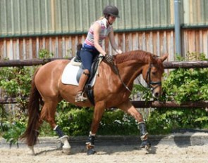 5-year old mare by First Selection x Walt Disney