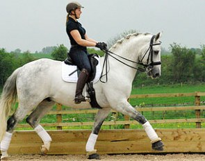 12-year old stallion by Royal Diamond x Donnerhall