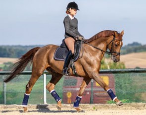 Beautiful 12-year old Polish warmblood Horn