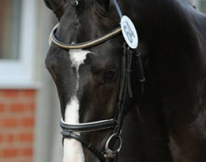 Hudson Tomboy (by Negro x Haarlem x Nimmerdor)