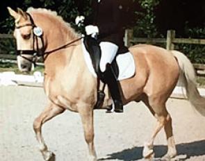 FEI Dressage Pony Mike