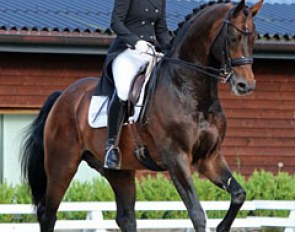 Licensed Dutch warmblood stallion Onassis (by Obelisk x Nimmerdor)