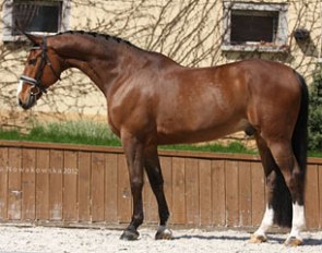 Prince, a Polish warmblood competing at small tour level