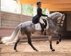 Quimico, 2005 born PRE stallion