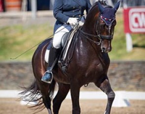 Salmantino (by Sir Donnerhall x Rubin Royal) :: Photo © Terri Miller