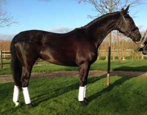 Sandriana Sama (by Diamo Gold x Scorpio)