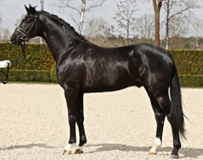 San Amour x De Niro premium licensed stallion