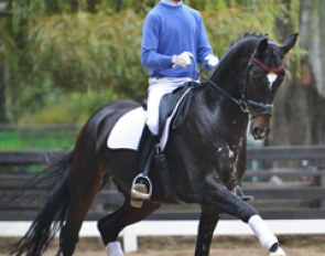 San Pelegrino (by St. Moritz x Wolkentanz I)