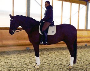 The 9-year old Oldenburg stallion Sirius (by Samarant x Rohdiamant)