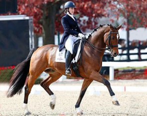 Sir Velo (by Sandro Bedo x Florestan) :: Photo © Sue Stickle