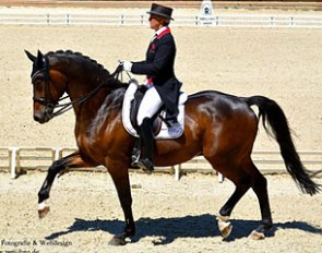 Stern (by Sir Donnerhall x D'Accord)