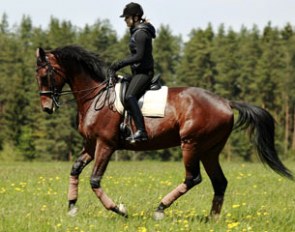 Sunny Boy (by Stedinger x Koenigstreuer)