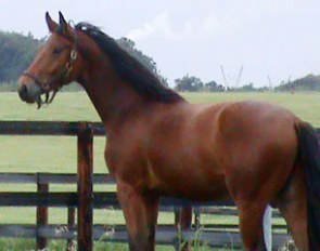 Allsandro (by Sunny Boy x Rosentanz)