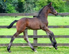 Volatis Cruzado (by Schwarzgold x Tycoon)