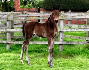 Waverley Don Amour (by Don Juan de Hus x Sandro Hit)