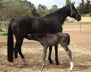 Fiorucci with foal Fantasia in Portugal