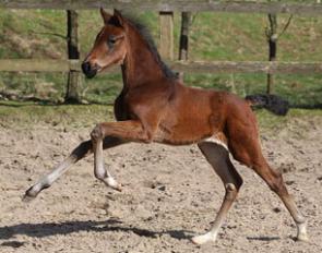 First Rock Star (by For Romance x Rock Forever) :: Photo © LL-foto