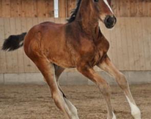 Folie Douce (by Furst Grandios x Quaterback)