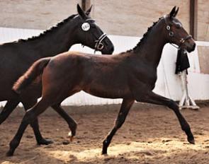 Lindballe's Jazlin (by Sunny Boy x Jazz x De Niro)