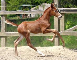 Sahara (by Sir Heinrich OLD x Florestan) :: Photo © LL-foto