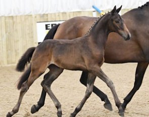 Totilas x Dannebrog filly, overall supreme champion at the 2017 British Hanoverian Annual show