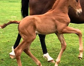 Waverley Valentino (by Vivaldi x Desperados)