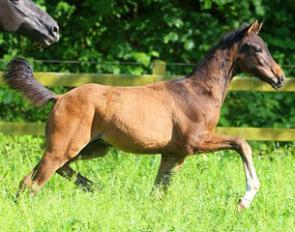 Velvet B (by Vivaldi x Furst Heinrich)