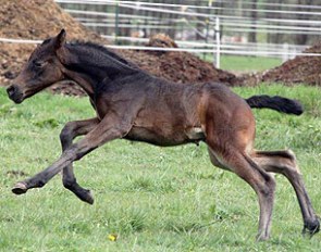 Foal by Dantano x Rubinstein x Castro