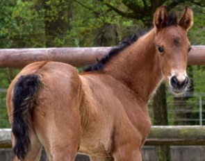 Nine-days old filly by Dantano x Florestan x Weinberg