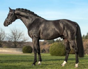 Soliman de Hus (by Sandro Hit x Donnerhall x Alabaster x Glorieux)