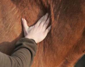 Equine physiotherapist working on a horse's neck